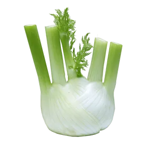 Fresh Fennel Bulb Isolated PNG image