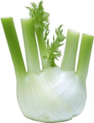 Fresh Fennel Bulband Stalks.png PNG