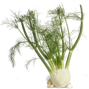 Fresh Fennel Bulbwith Fronds PNG image