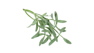 Fresh Fennel Leaves Isolated PNG image