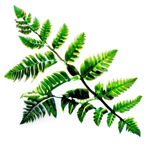 Fresh Fern Leaf Texture Png 06282024 PNG image