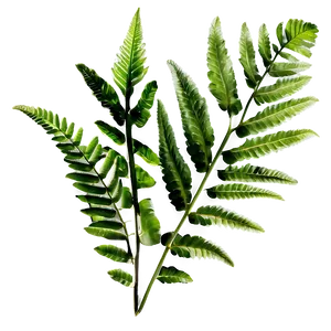 Fresh Fern Leaf Texture Png Xba PNG image