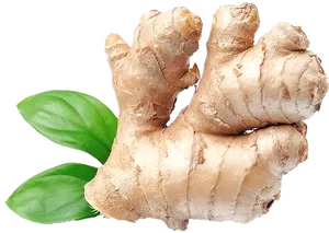 Fresh Ginger Rootwith Leaves.png PNG image