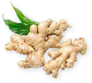 Fresh Ginger Rootwith Leaves PNG image