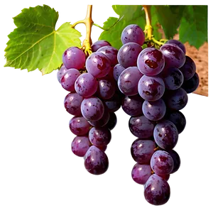 Fresh Grape Cluster PNG 05212024