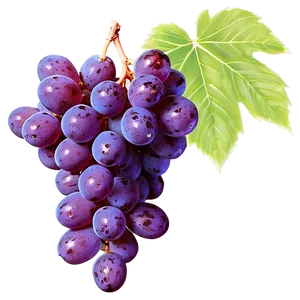 Fresh Grape Cluster PNG 39