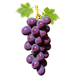 Fresh Grape Cluster PNG Sce98