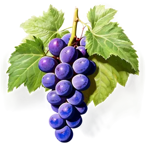 Fresh Grape Cluster PNG Vew41