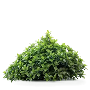 Fresh Green Bush Png 22 PNG image