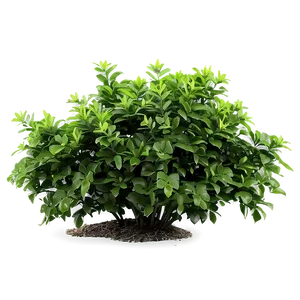 Fresh Green Bush Png Ndo PNG image