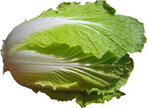 Fresh Green Cabbage PNG image