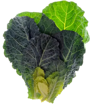 Fresh Green Cabbage Leaves PNG image