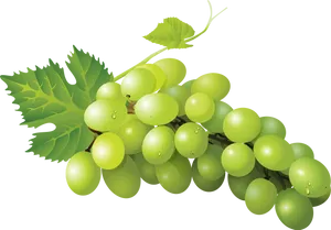 Fresh Green Grapes Cluster
