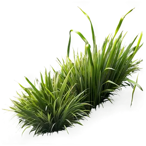 Fresh Green Grass PNG 06262024