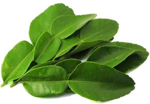 Fresh Green Leaves Transparent Background PNG image