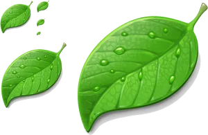 Fresh Green Leaveswith Water Droplets PNG image