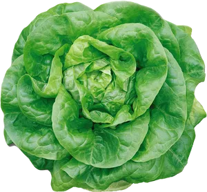 Fresh Green Lettuce Head PNG image