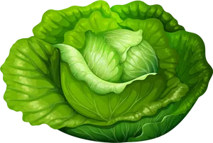 Fresh Green Lettuce Illustration PNG image