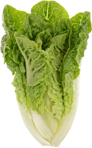 Fresh Green Lettuce Isolated PNG image