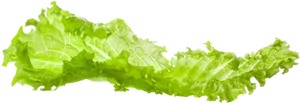 Fresh Green Lettuce Leaf PNG image