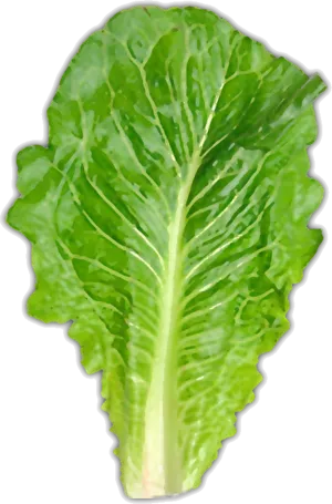 Fresh Green Lettuce Leaf PNG image