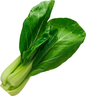 Fresh Green Lettuce Leaves PNG image