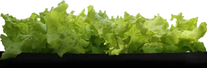 Fresh Green Lettuce Leaves PNG image