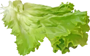 Fresh Green Lettuce Leaves PNG image