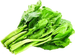 Fresh Green Mustard Leaves