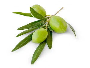 Fresh Green Olives Branch PNG image