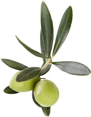 Fresh Green Olives Branch PNG image