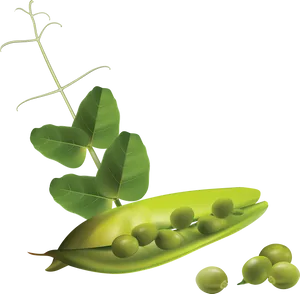 Fresh Green Pea Pod Illustration