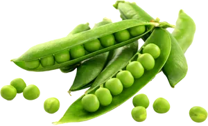 Fresh Green Peas Pods