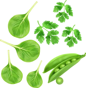 Fresh Green Peasand Leaves PNG image