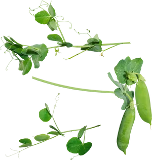 Fresh Green Peasand Pods PNG image