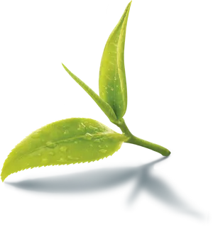 Fresh Green Tea Leaves Dewdrops PNG image