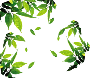 Fresh Green Tea Leaves Frame PNG