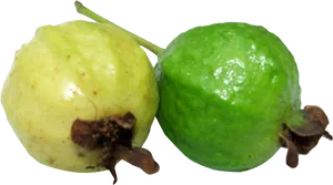 Fresh Greenand Yellow Guavas PNG image