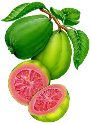 Fresh Guava Fruit Illustration PNG image