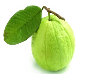 Fresh Guavawith Leaf PNG image