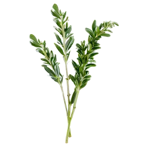 Fresh Herb Sprig PNG Lpk92 PNG