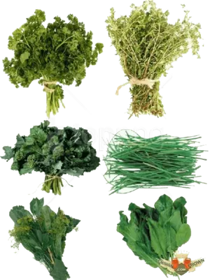 Fresh Herbs Variety Collection PNG