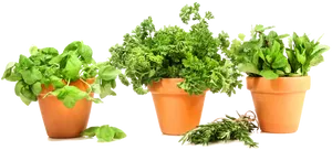 Fresh Herbsin Terra Cotta Pots PNG image