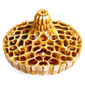 Fresh Honeycomb Piece PNG 4