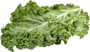 Fresh Kale Leaf Isolated PNG image