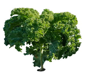 Fresh Kale Plant Isolated PNG