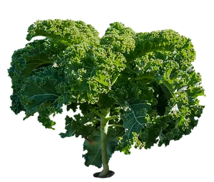 Fresh Kale Planton Black Background PNG image