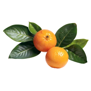 Fresh Kumquat Png 38 PNG image