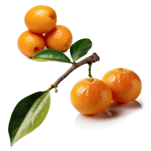 Fresh Kumquat PNG 68 PNG