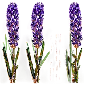 Fresh Lavender Sprigs Png 80 PNG image